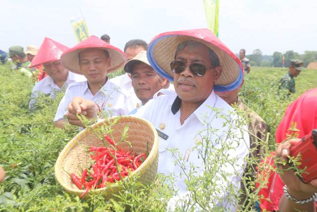 Bupati Loekman Panen Raya Cabai di Kalirejo