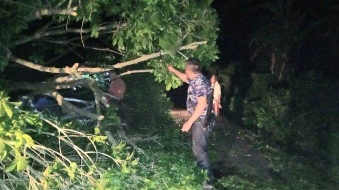 Pohon Tumbang Marak Terjadi di Tanggamus