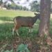 Pemkab Lampung Timur Serahkan Sapi Kurban untuk Insan Pers, Perkuat Sinergi dan Kebersamaan